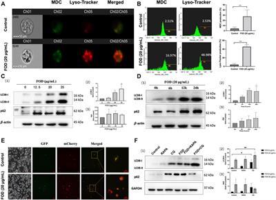 Total flavonoids of Oldenlandia diffusa (Willd.) Roxb. suppresses the growth of hepatocellular carcinoma through endoplasmic reticulum stress-mediated autophagy and apoptosis